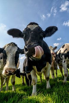Kühe auf einem Feld, die in die Linse schauen
