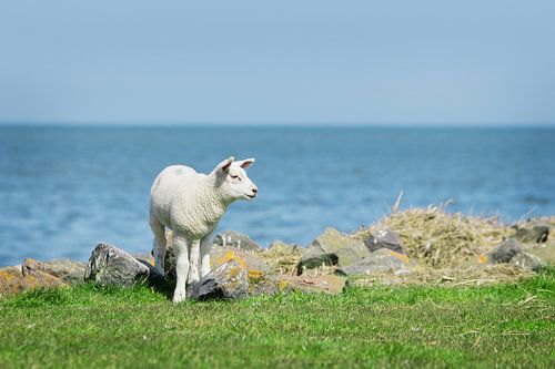 Lammetje bij de Waddenzee, Friesland
