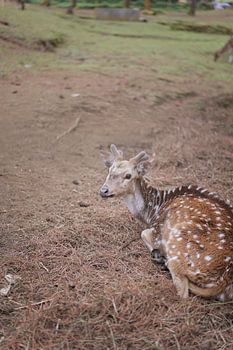 Resting Spotted Deer on Forest Ground
