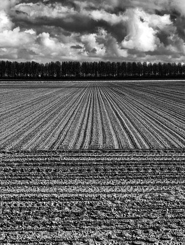 Ploughed field