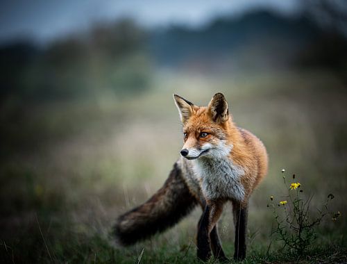 Vos prepares sight for attack