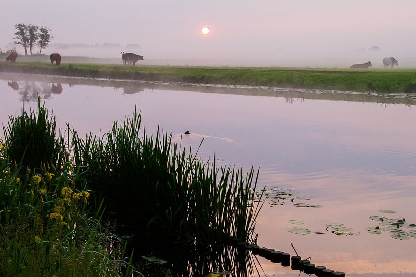 Cows in the fog along the Haarlemmertrekvaart. by Menno van Duijn