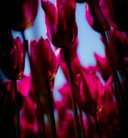 Paarse tulpen