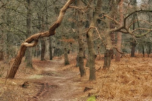 Tussen herfst en winter