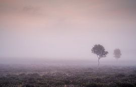 Eder Heide by Bart van den Dikkenberg