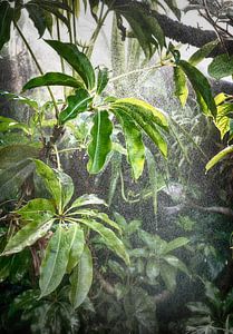 Tropisch regenwoud van Egon Zitter