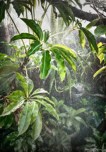 Tropical rainforest