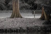 Tranquil Park Scene with Bench