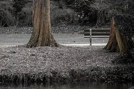 Rustige parkscène met bank