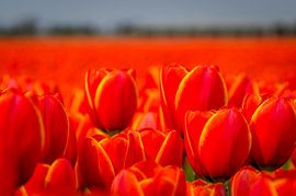 Tulpen by Grietje Houkema