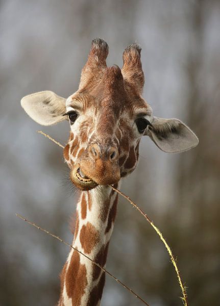 Giraffe by Frank Smedts