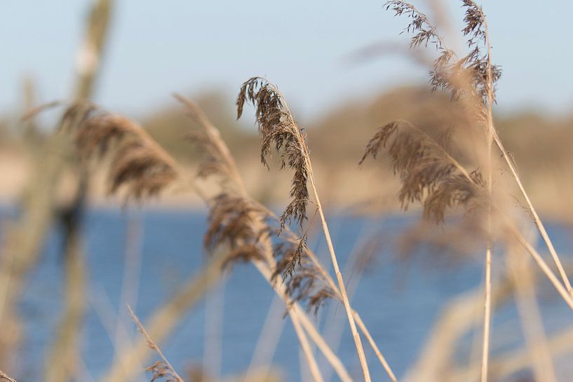 Helmgras voor een beekje water van Anne Zwagers
