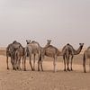 Kamelen in de woestijn | Sahara van Photolovers reisfotografie