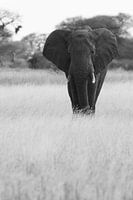 Oude olifant in Serengeti