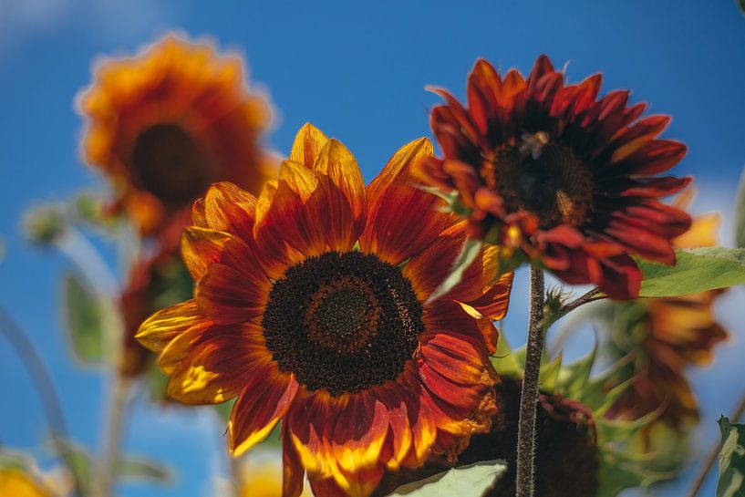 Sunflowers by Caroline Meister