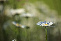 Margrieten alom