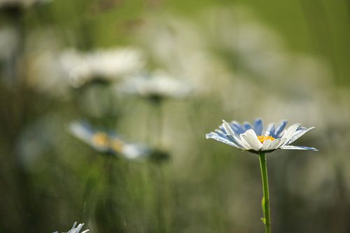 Margrieten alom