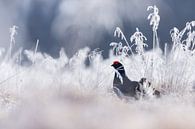 Vogels | Korhoen in de winter - Natuur Estland van Servan Ott thumbnail