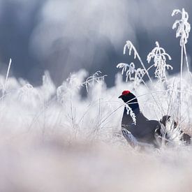 Vogels | Korhoen in de winter - Natuur Estland van Servan Ott