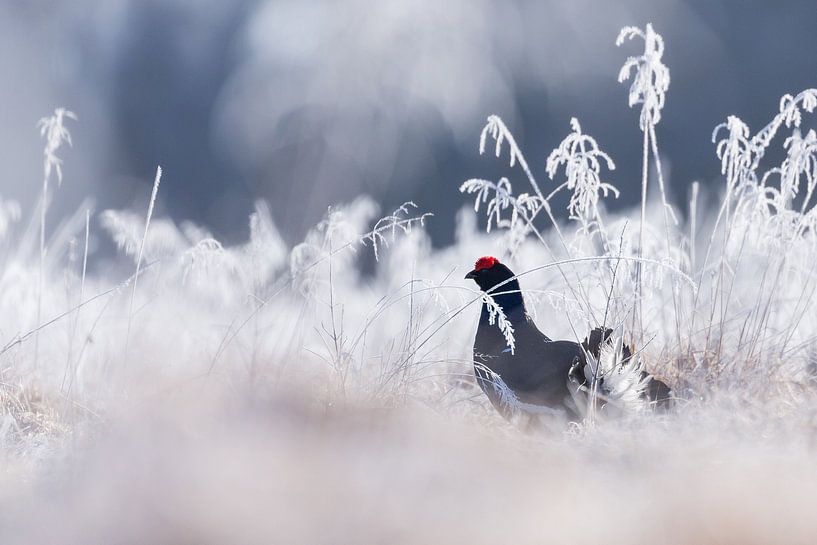 Vogels | Korhoen in de winter - Natuur Estland van Servan Ott