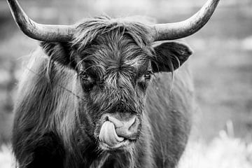 Scottish Highlander with tongue in nose