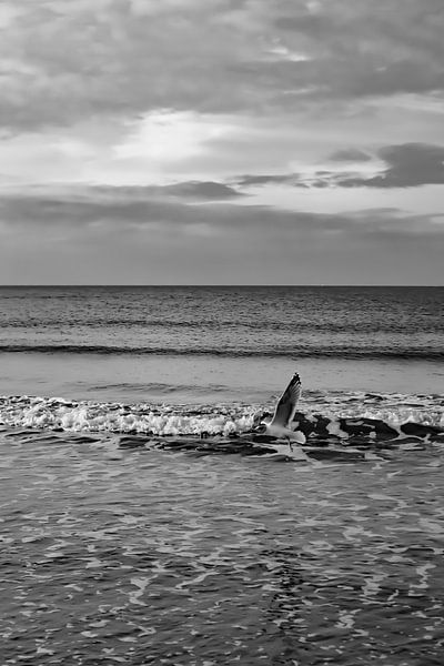 Gull by adriaan de waele