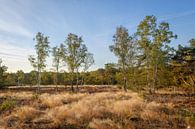 Birch trees by Johan Vanbockryck thumbnail