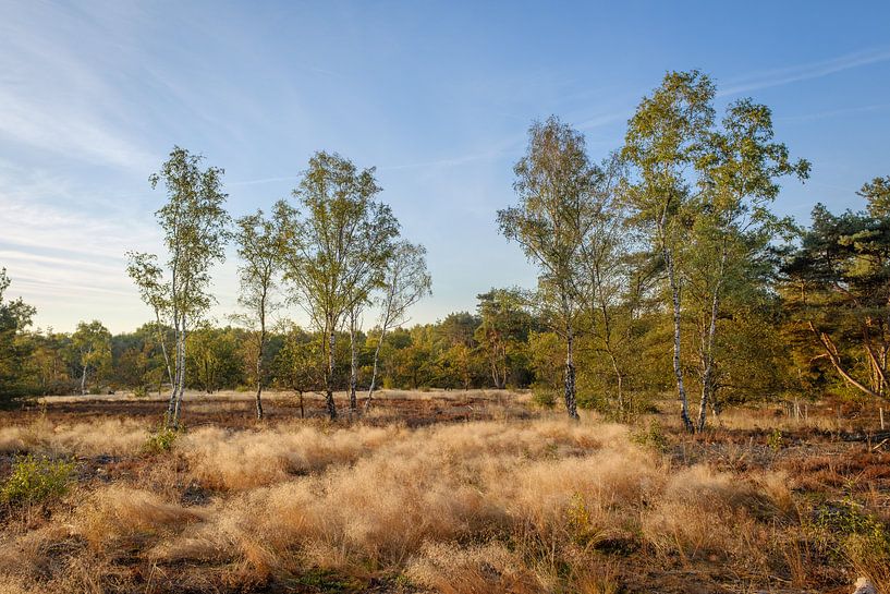 Birch trees by Johan Vanbockryck
