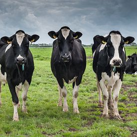 Les vaches du fermier Janmaat, Barwoutswaarder sur paul snijders
