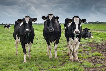 De koeien van Boer Janmaat, Barwoutswaarder van paul snijders
