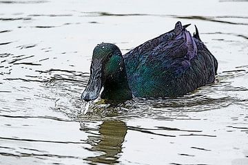 Cayuga van CreaBrig Fotografie