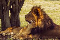 lazy little king