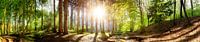 Forest and sun