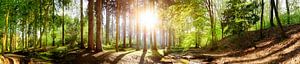 Wald und Sonne