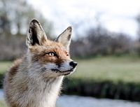 Vos Amsterdamse waterleidingduinen
