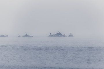 Aalscholvers en meeuwen op een golfbreker in de mist