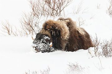 Muskusossen in diepe sneeuw in het nationaal park Dovrefjell-Sunndalsfjella N van Frank Fichtmüller