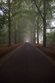 Nebel von Alexander van der Molen