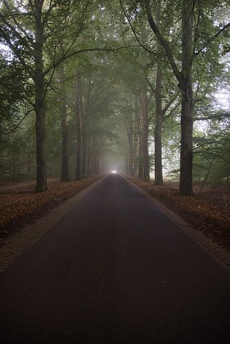 Brouillard