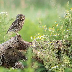 Little Owl by Patrick Scholten