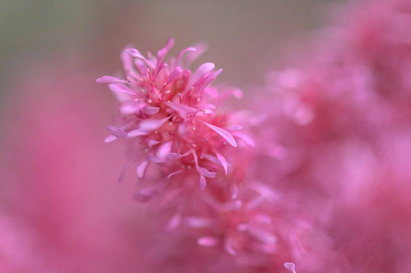 roze details van Tania Perneel