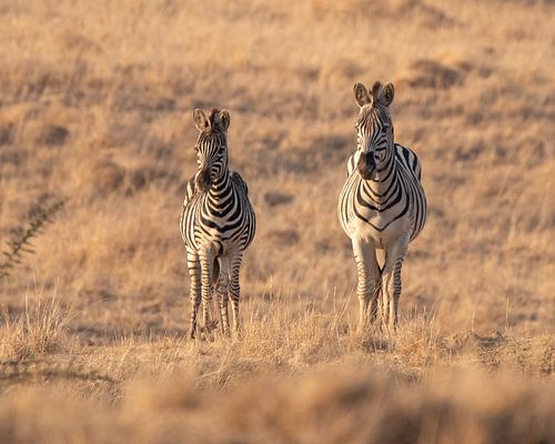 Zebra's op de savanne bij zonsondergang in pastelkleuren | Wildlife Natuurfotografie Afrika