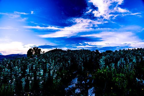 Veld met witte bloemen en spectaculaire lucht op Amantani eiland, Peru