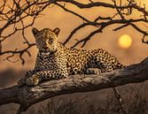 Leopard in a tree at sunset by Kees van den Burg thumbnail