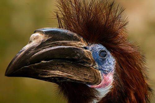 Wunderschönes Porträt eines Blaukehl-Nashornvogels