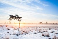 Sneeuwlandschap 