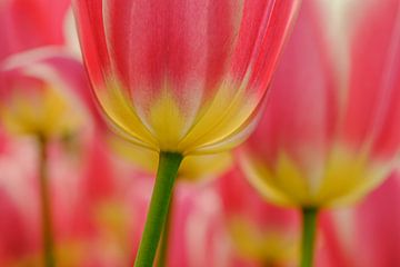 Tulp roze -Geel  2025 van Marco Liberto