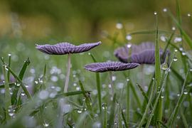 Hazenpootjes. Een paddenstoel uit de familie Psathyrellaceae sur Fred Louwen