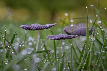 Hazenpootjes. Een paddenstoel uit de familie Psathyrellaceae