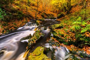 Herfst beek met groene rotsblokken van Karla Leeftink